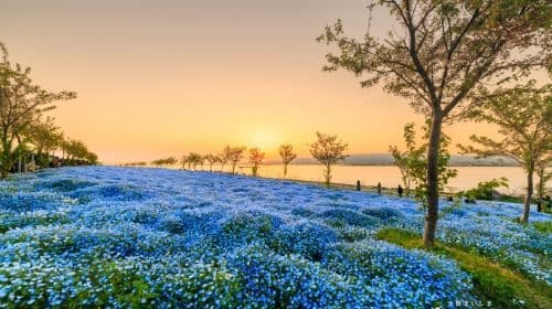 Nemophila Festival 2026