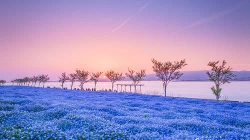 Nemophila Festival 2026
