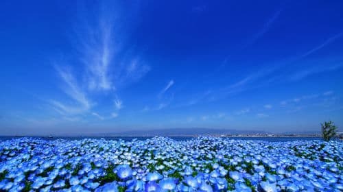 Nemophila Festival 2026