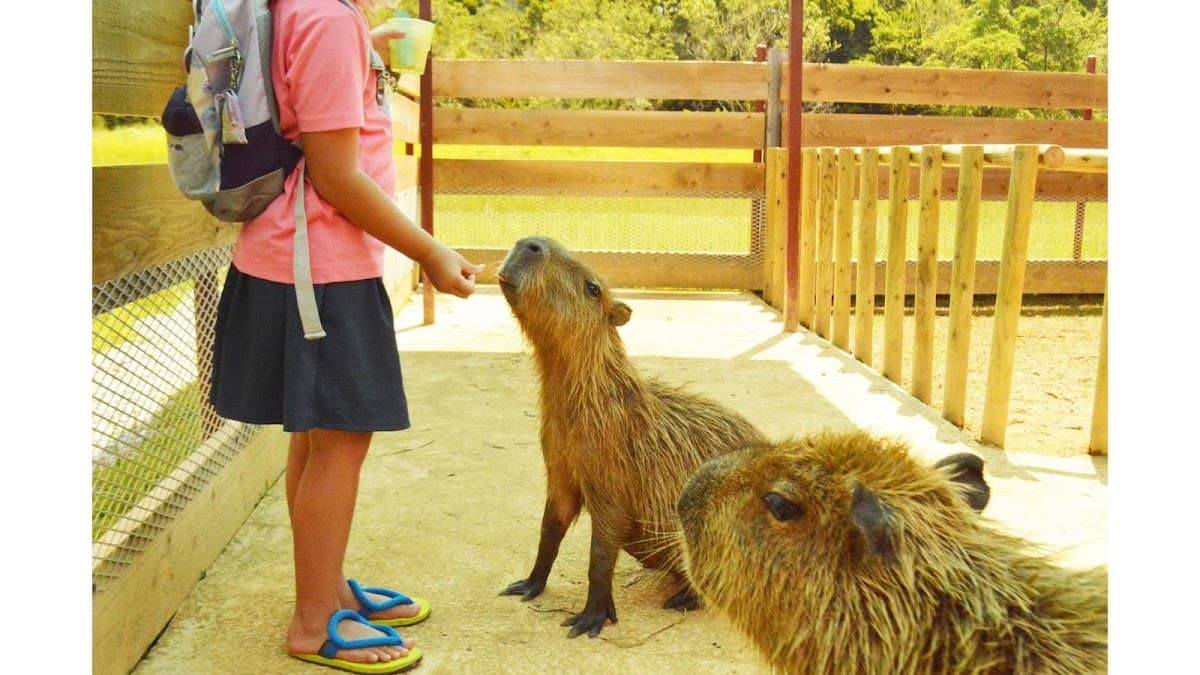 Neo Park Okinawa