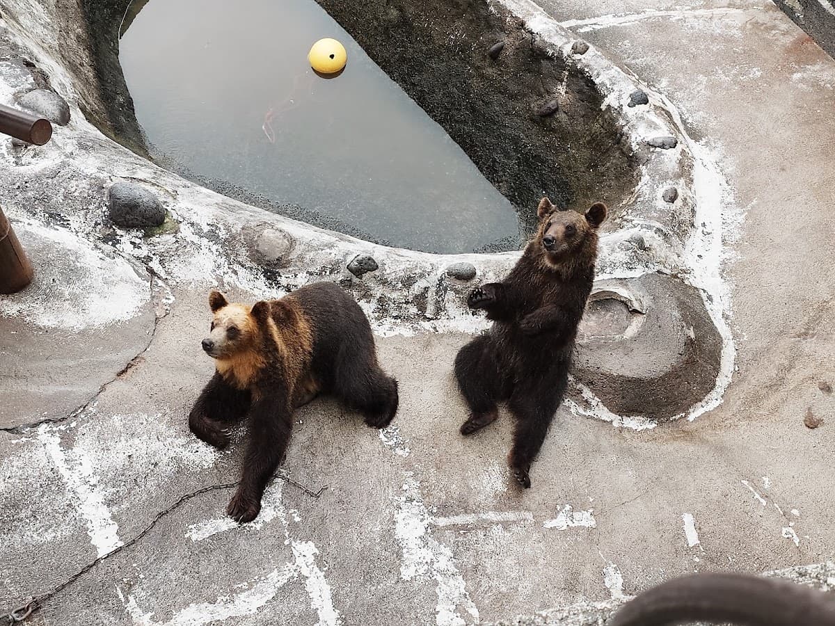 Noboribetsu Bear Park Admission Ticket | Hokkaido