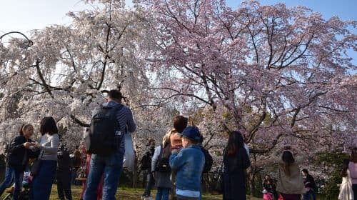 Osaka: 3-godzinna historyczna piesza wycieczka po zamku Osaka Castle