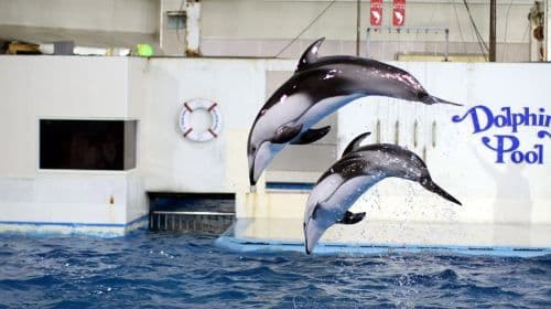 Noboribetsu Marine Park Nixe