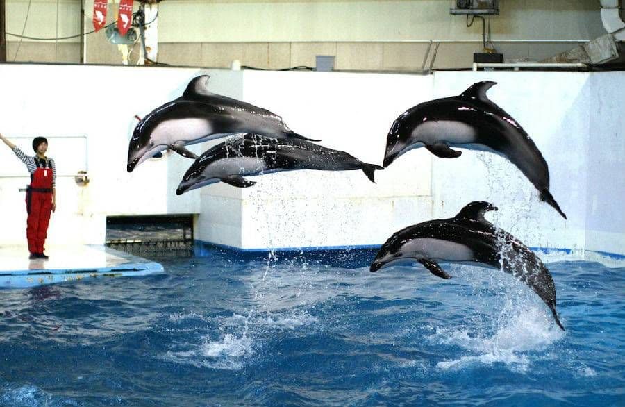 Bilet wstępu do Noboribetsu Marine Park NIXE + 1000 JPY