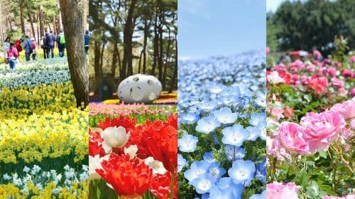 Oarai Isosaki Shrine Torii + Nakaminato Seafood Market + Hitachi Seaside Park one-day tour (Ibaraki flower fields)