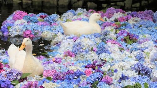 Oarai Isosaki Shrine Torii + Nakaminato Seafood Market + Hitachi Seaside Park one-day tour (Ibaraki flower fields)