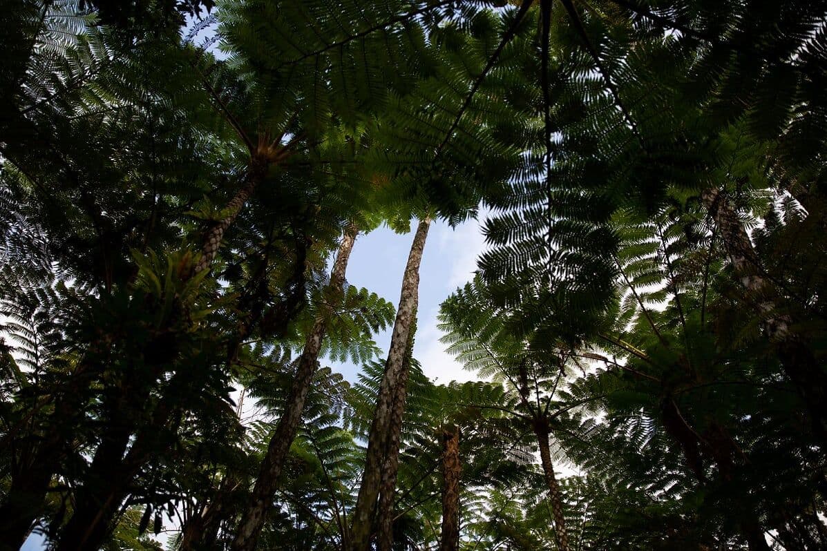Okashigoten Nago Dino Park Yanbaru Subtropical Forest