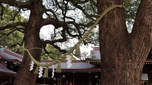 Private Tokyo Early Bird Tour: English-Speaking Local Guide! Day Tours