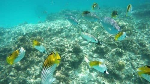 Okinawa Blue Cave diving and snorkeling 0.5h activity [Snorkeling/Private boat/Naha or Chatan pickup]