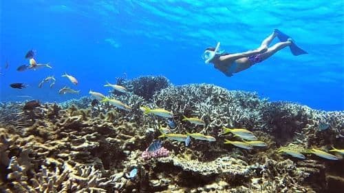 Okinawa Blue Cave diving and snorkeling 0.5h activity [Snorkeling/Private boat/Naha or Chatan pickup]