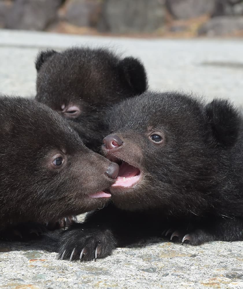 Okuhida Bear Ranch