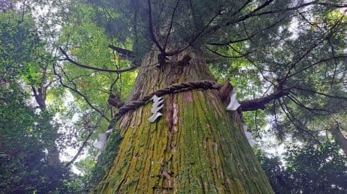 Tokyo: Mount Takao Guided Hiking Tour Day Tours