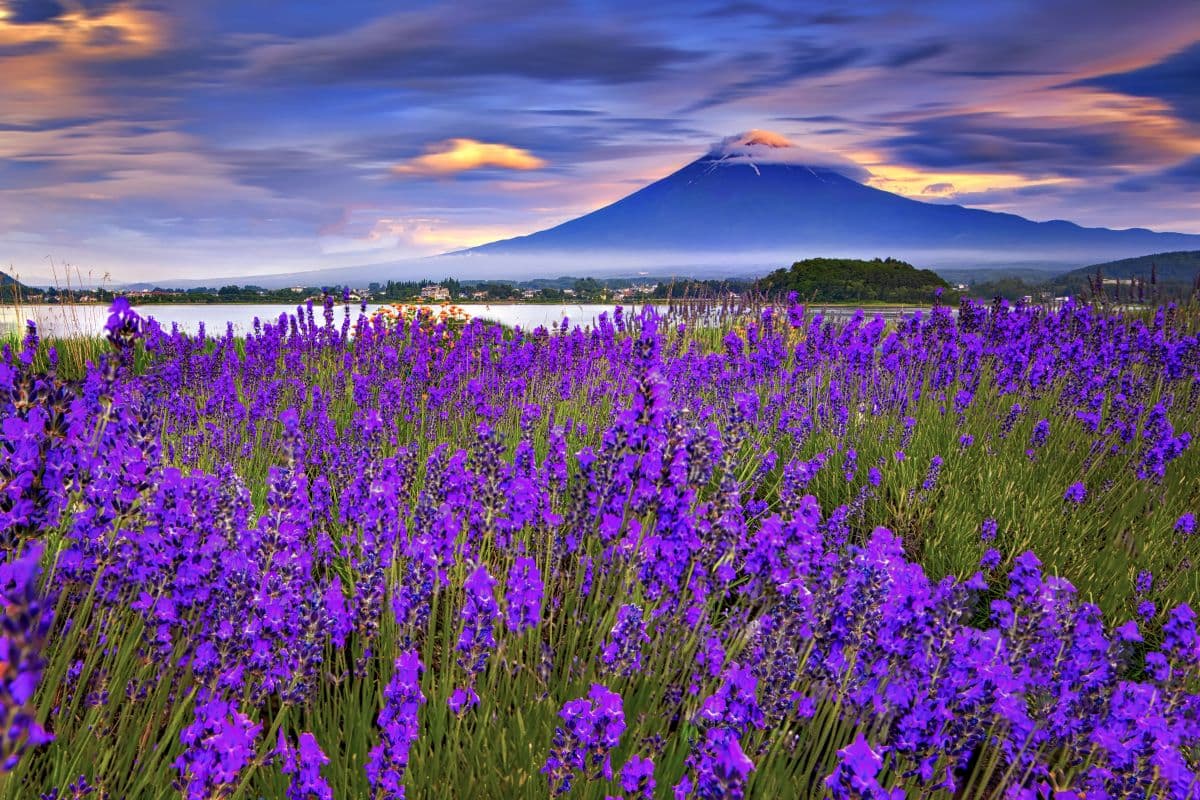 One-Day Tour of Mount Fuji West Lake Healing Reagan Field