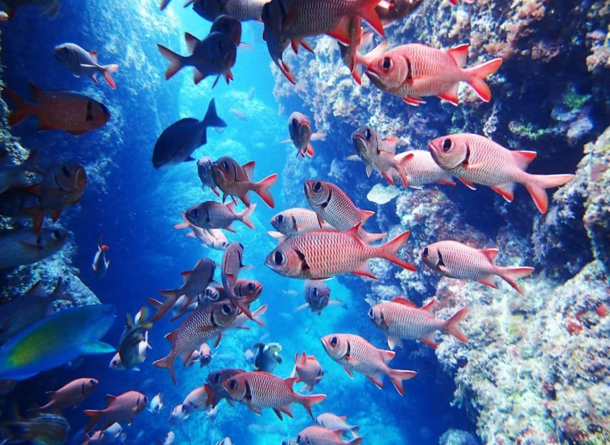 Onna Village Blue Cave Scuba and Snorkeling Experience