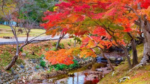 Osaka & Kyoto Famous Attractions Tour: Make a wish at Katsuo-ji + Enjoy the scenic beauty of Arashiyama in Kyoto + Visit Kinkaku-ji Day Tours
