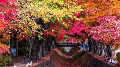 Tokyo : Excursion à la 5e station du Mt. Fuji et au festival d'automne avec déjeuner