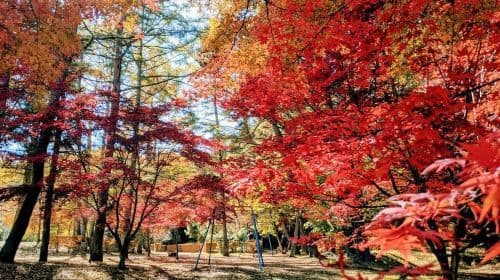 Tokyo : Excursion à la 5e station du Mt. Fuji et au festival d'automne avec déjeuner