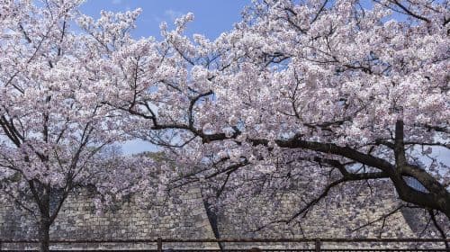 Osaka Castle Park