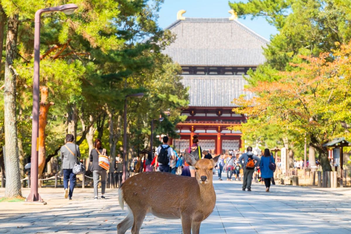 Osaka Ikoma Mountain Skybike, Nara Park Todaiji Temple, and Mt. Wakakusa Day Tour
