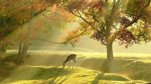 Osaka Kyoto Arashiyama + Nara Park + Fushimi Inari Taisha day tour