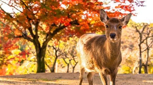 Wycieczka jednodniowa: Osaka, Kioto, Arashiyama + Park Nara + Fushimi Inari Taisha