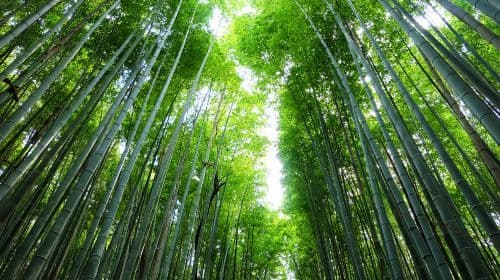 Osaka Kyoto Arashiyama + Nara Park + Fushimi Inari Taisha dagtour
