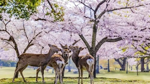Wycieczka jednodniowa: Osaka, Kioto, Arashiyama + Park Nara + Fushimi Inari Taisha