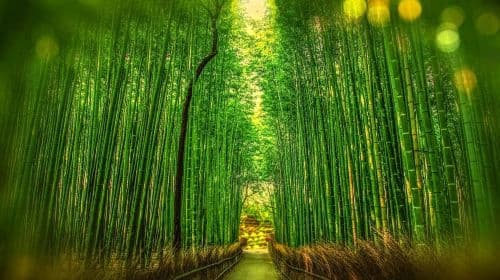 Osaka to Kyoto: Arashiyama Bamboo Grove Small Group Tour Day Tours