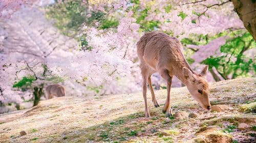 Osaka, Kyoto, and Nara, Japan: 1-day tour to Kiyomizu-dera Temple, Nara Park, Gion, and Fushimi Inari Taisha Day Tours