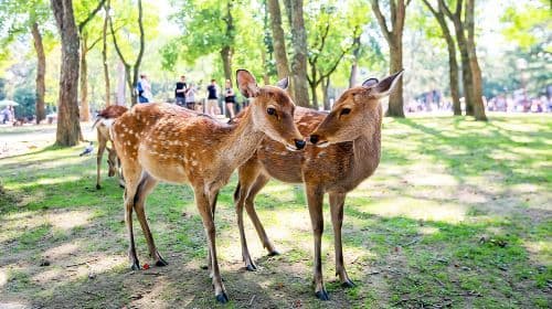 Osaka, Kyoto und Nara, Japan: 1-Tages-Tour zum Kiyomizu-dera Tempel, Nara Park, Gion und Fushimi Inari Taisha Tagestouren