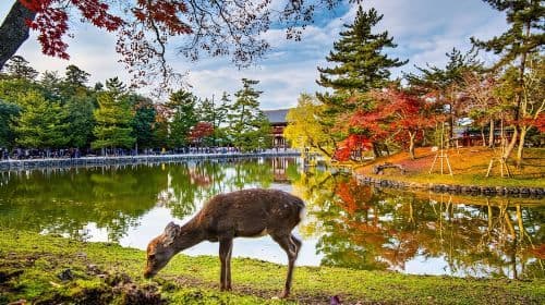 Private Tour Kyoto-Nara w/Hotel Pick Up & Drop off from Kyoto Day Tours