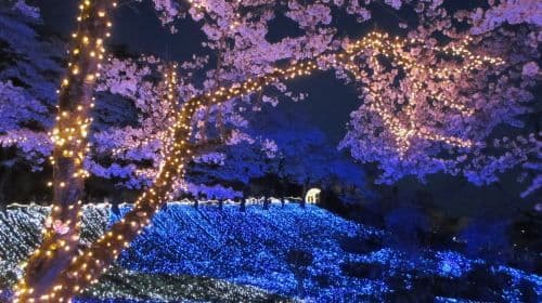 Sagamiko Resort Pleasure Forest