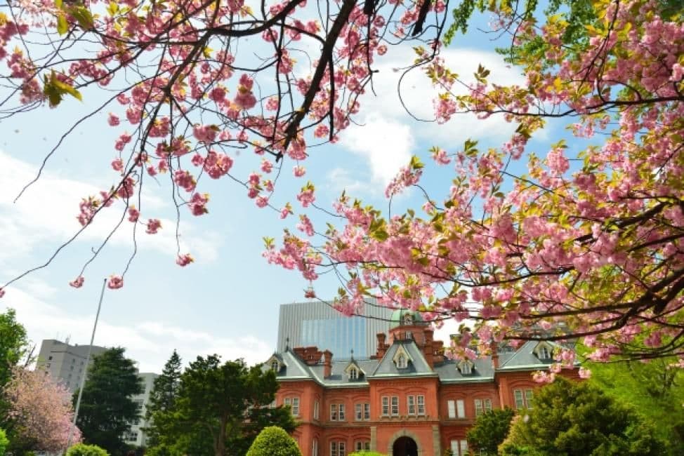 Sapporo Walking Tour (Afternoon)