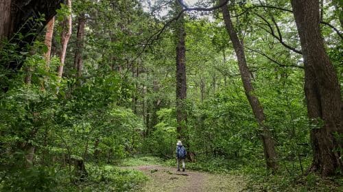 Sapporo: Mt. Maruyama Hike & Okurayama Ski Jump Day Tours