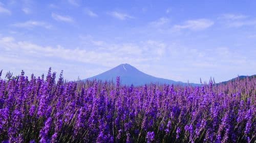 Seasonal Fuji View & Fruit Picking & Mt. Fuji Panoramic Ropeway