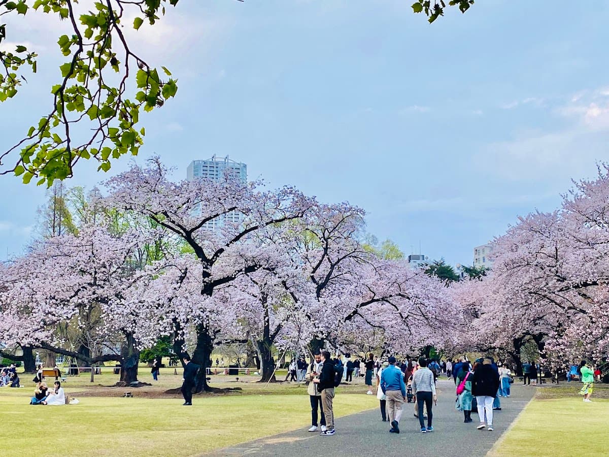Shinjuku Gyoen National Garden (Must be sold at the original price)