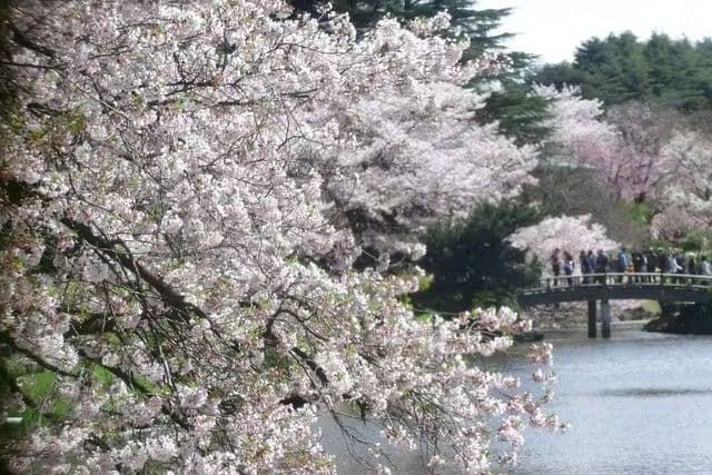 Shinjuku Gyoen National Garden (Must be sold at the original price)