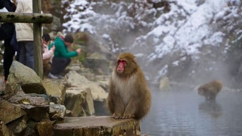 Snow Monkey, Hokusai & Sake: Una giornata perfetta nei tour di Nagano