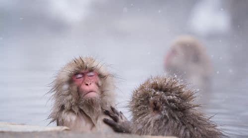 Snow Monkey, Hokusai & Sake: Una giornata perfetta nei tour di Nagano