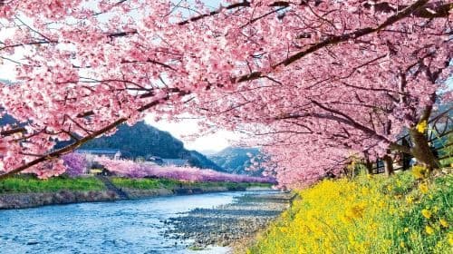 Excursion d'une journée Tokyo Izu avec billet de train vue sur l'océan|Côte de Jogasaki|L'hôtel propose un service de prise en charge|groupe de 9 excursions d'une journée