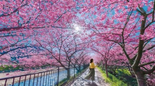 Excursión de 1 día a Tokyo Izu con billete de tren con vistas al mar|Costa Jogasaki|El hotel ofrece servicio de recogida|grupo de 9 Excursiones de un día