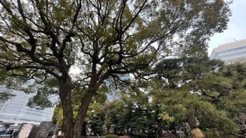 Tóquio: Passeio a pé por jardim japonês com chá e doces