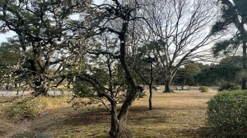 Tóquio: Passeio a pé por jardim japonês com chá e doces