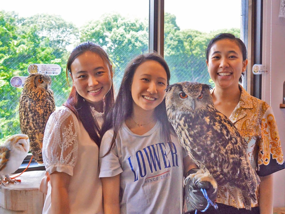 Tokio: Reservering Owl Cafe Owl Village (Officiële partner Harajuku/Shibuya) (1 uur)