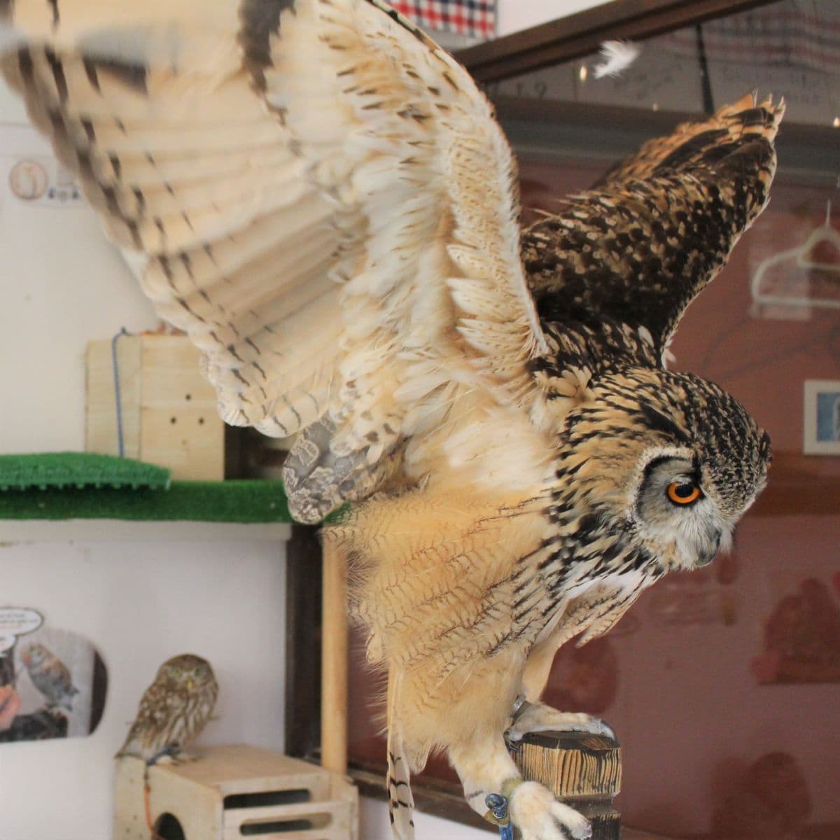 Tokyo: Owl Cafe Owl Village 予約 (Harajuku/Shibuya 公式パートナー) (1時間)