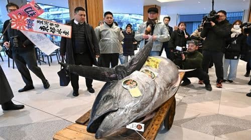 Tokyo: Asta del Tonno di Toyosu & Avventura Gastronomica al Mercato di Tsukiji