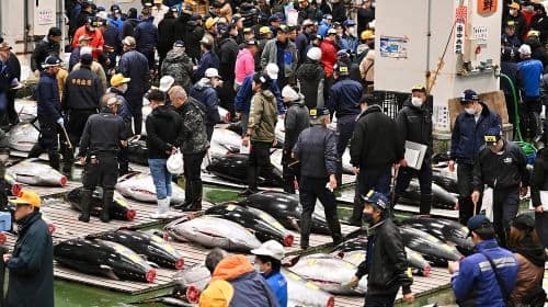 Tokyo: Toyosu Tuna Auction &Tsukiji Market Gourmet Adventure