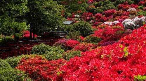 Tokyo: Yanaka & Ueno, – Tokyo of Tradition Guided Tour Dagtochten