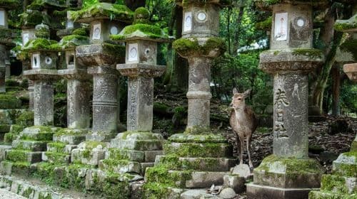Degustazione di matcha a Uji + incontro con i cervi di Nara, tour premium per piccoli gruppi di 9 persone, approfondimento culturale da Kyoto/Osaka