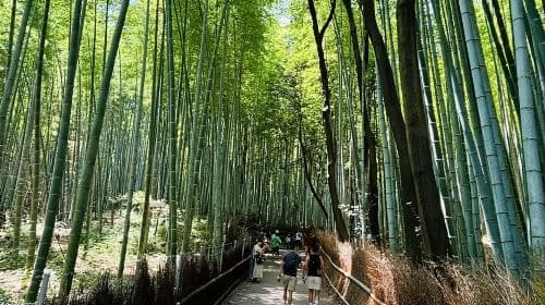 VIP Kyoto City Customized Day Tour with English Speaking Driver